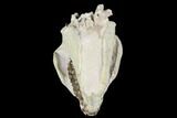 Fossil Oreodont (Leptauchenia) Skull - Wyoming #176506-3